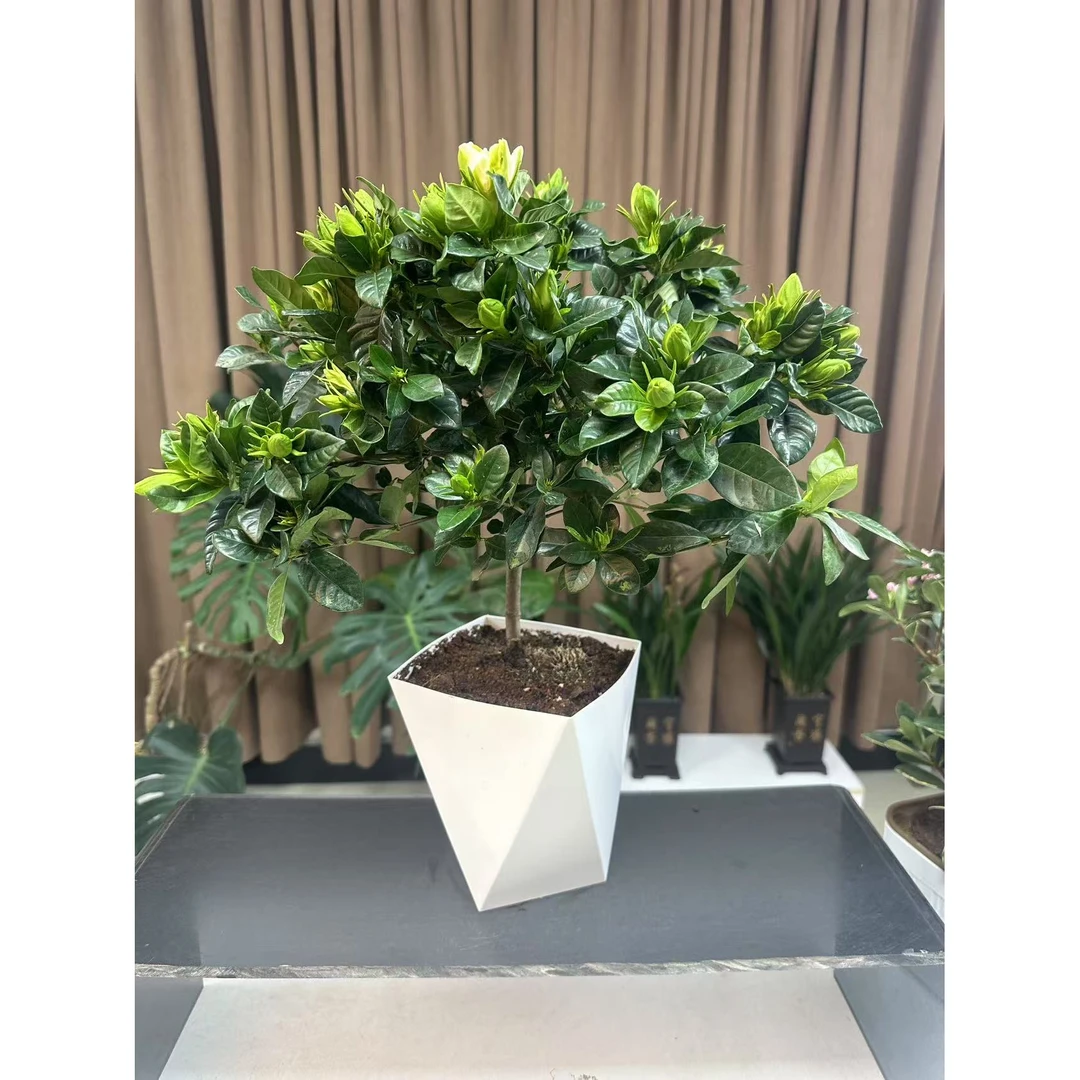 【新疆包邮】大号棒棒糖栀子花盆栽植物花苞室内净化空气质量