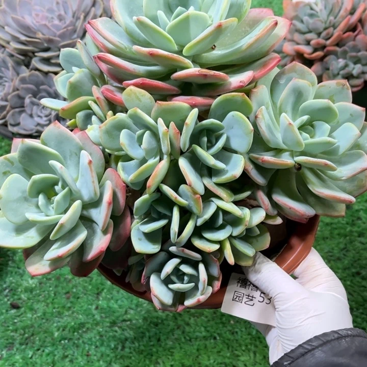 53白月光多肉植物