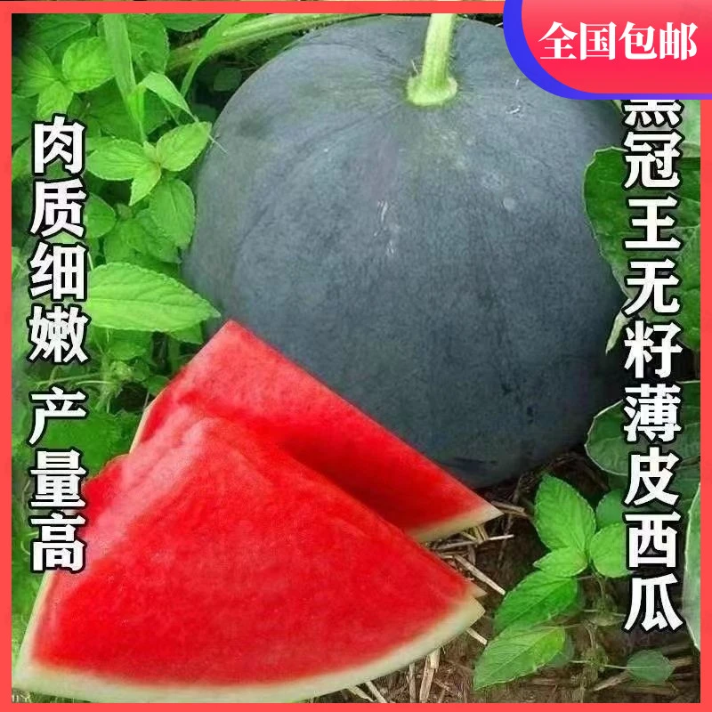 【买三送二】黑皮无籽西瓜种子特大超甜西瓜种子南方无子黑皮西瓜种