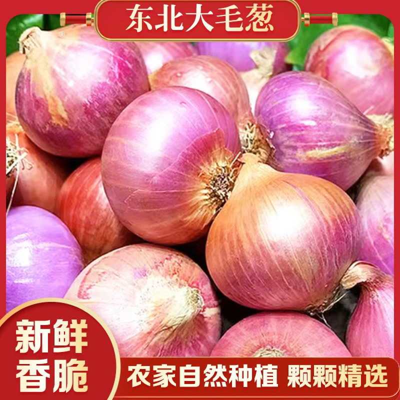 东北大毛葱辛辣多汁农家种植精挑细选海伦毛葱基地直发t