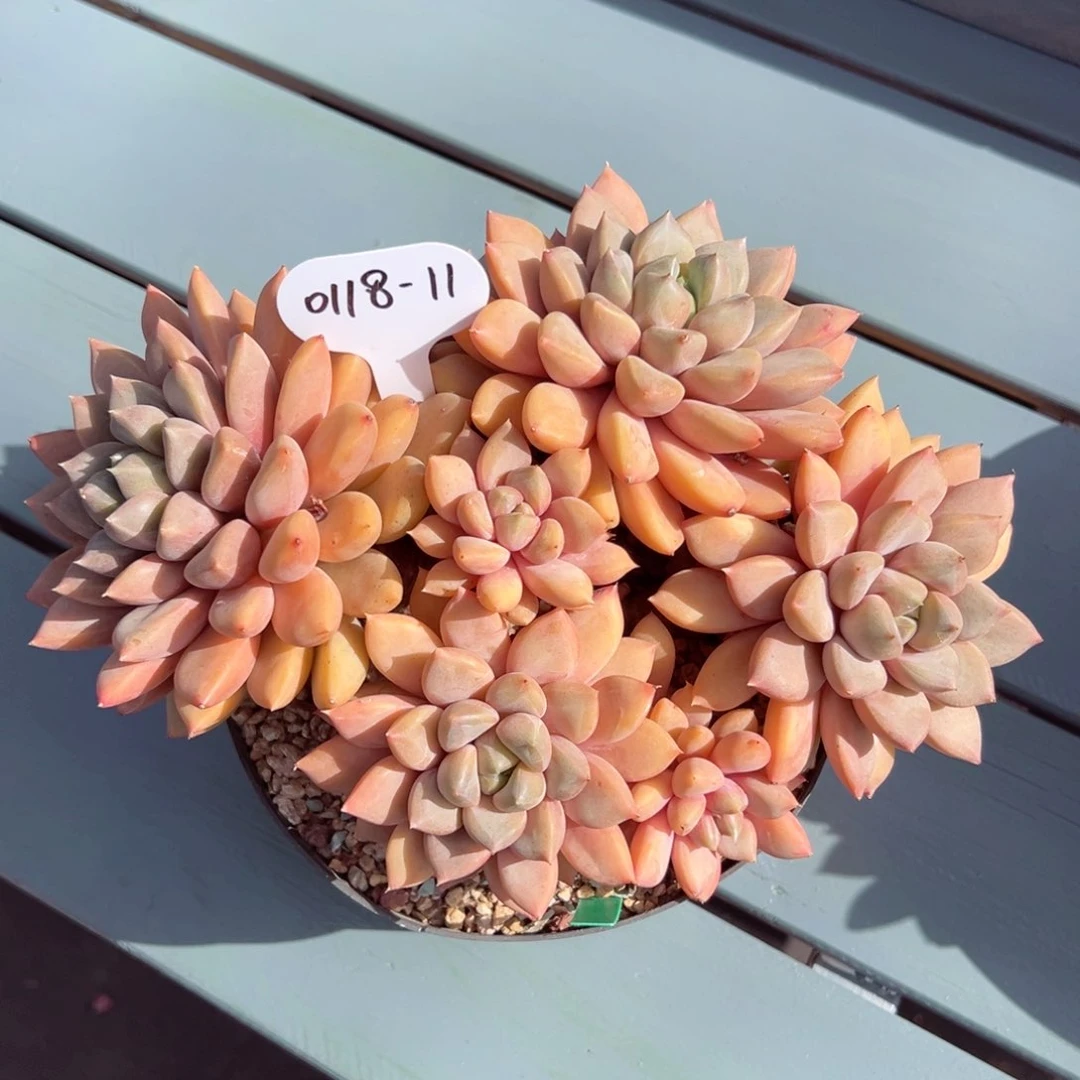 ?*灵0118-11红象牙老桩