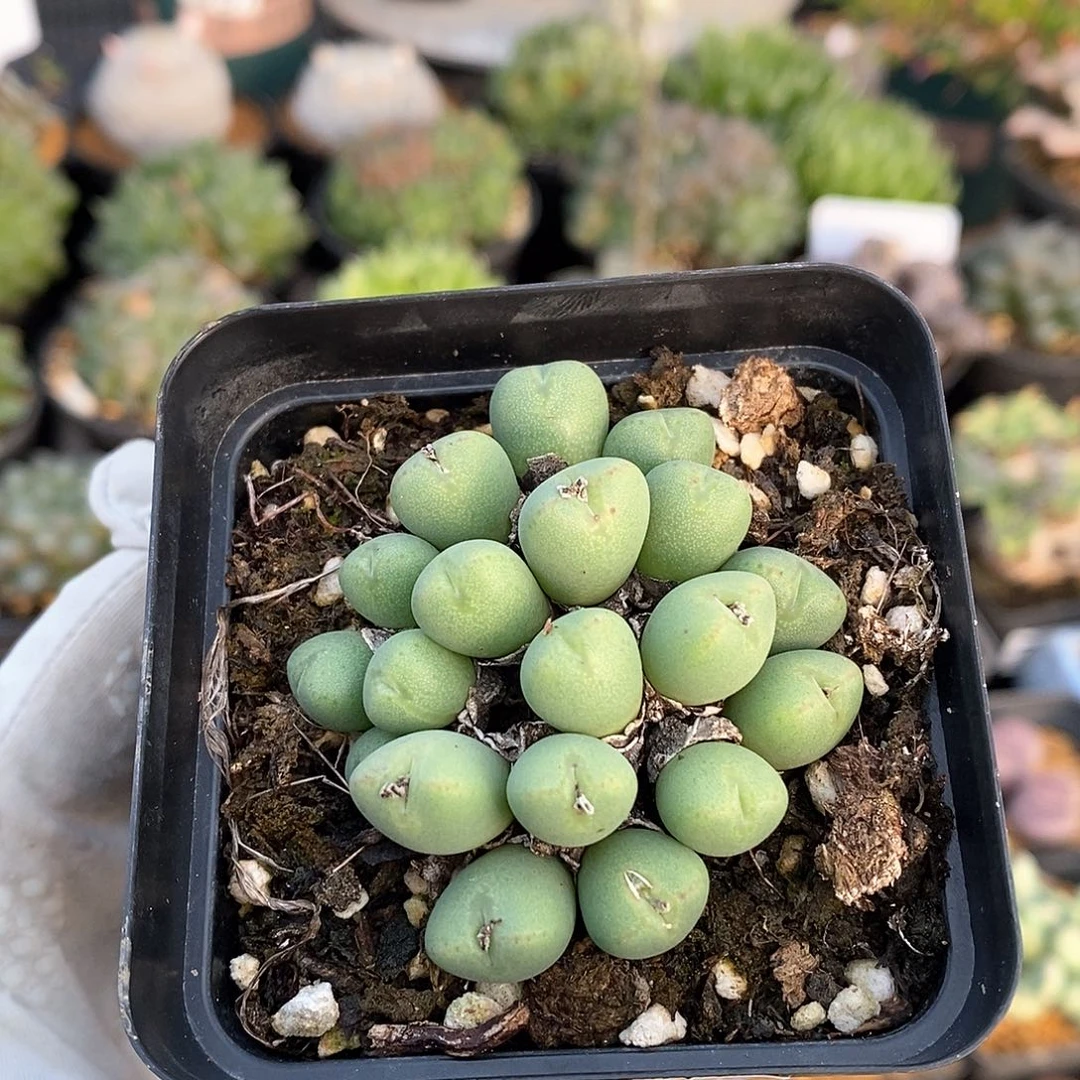 050 少将带盆土 有疤特