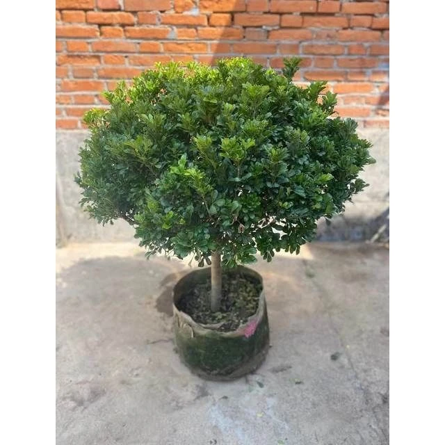 带花苞独杆米兰花盆栽四季开花浓香老桩阳台花卉