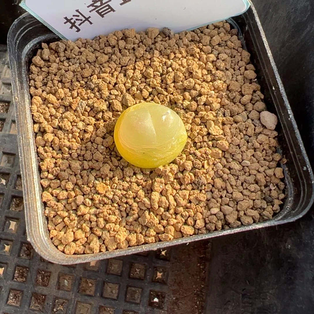 ?***头15-190拉登多肉植物，