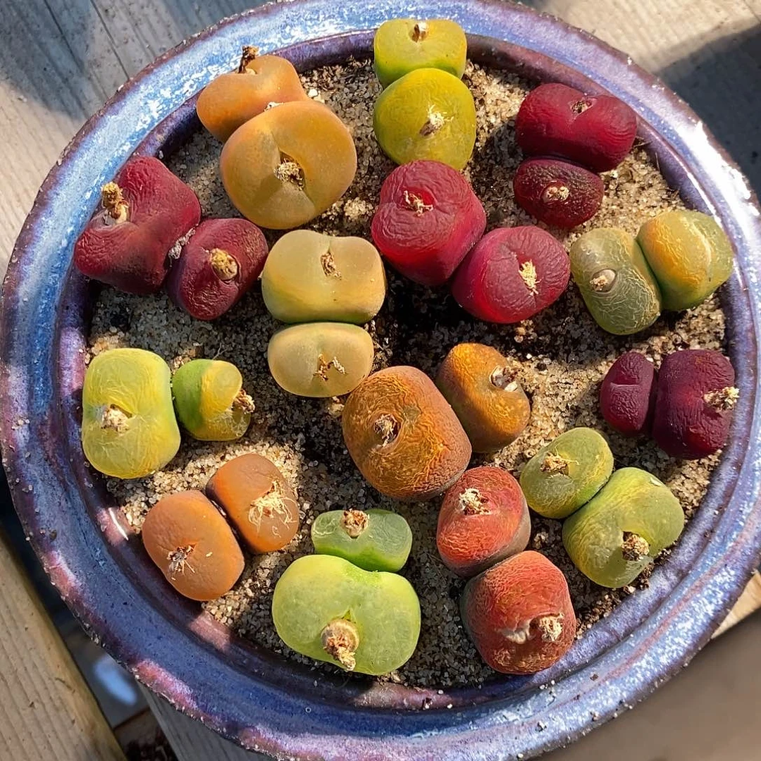 2301.    元旦福利一组丝绒艳丽蟠桃。