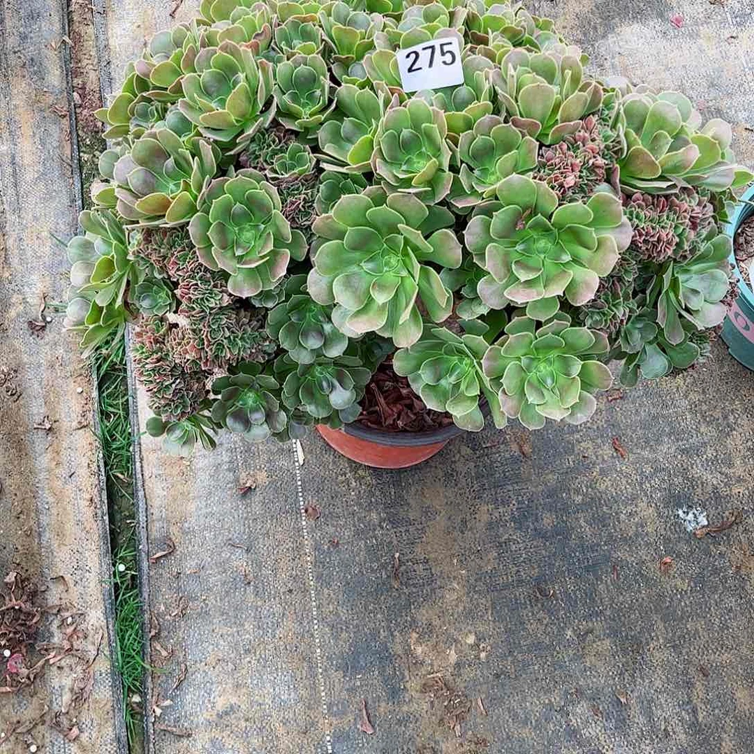 无花朵紫**影多肉植物275