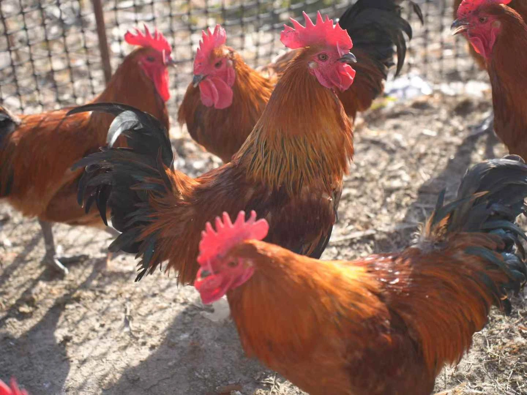 一物一拍/红公鸡/改价