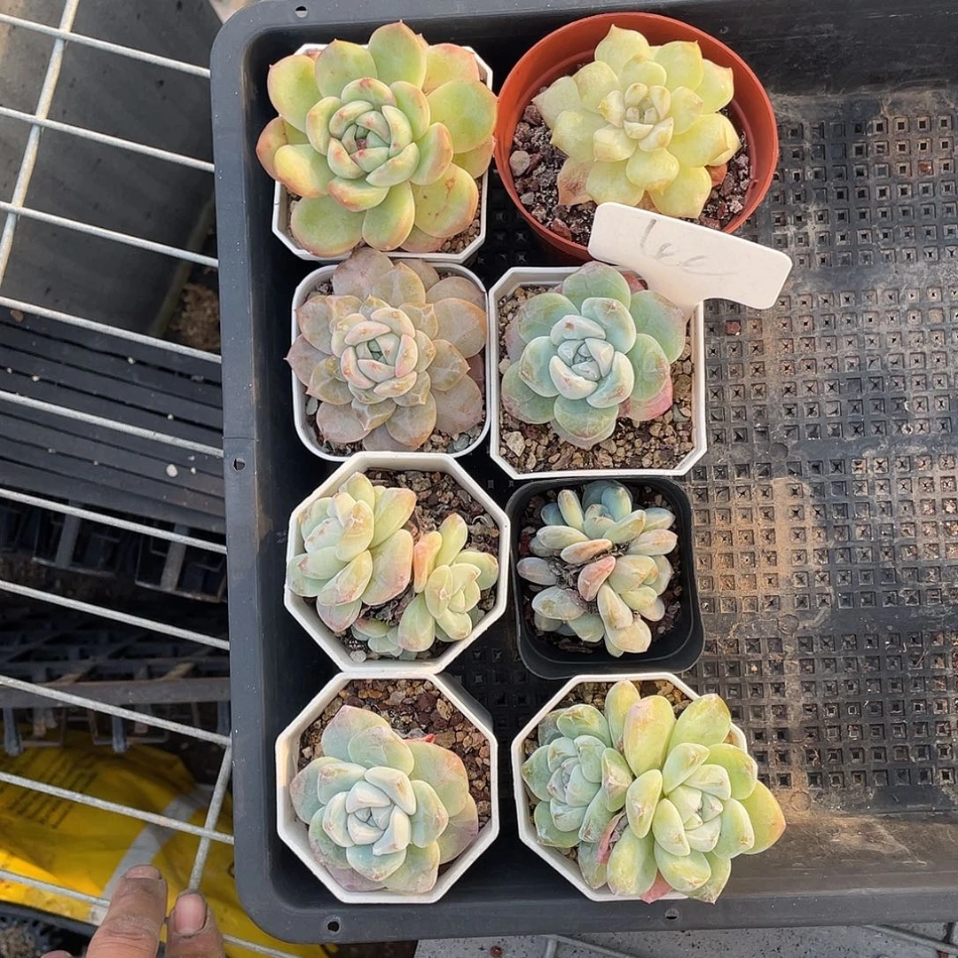 框拍经典！处理货品