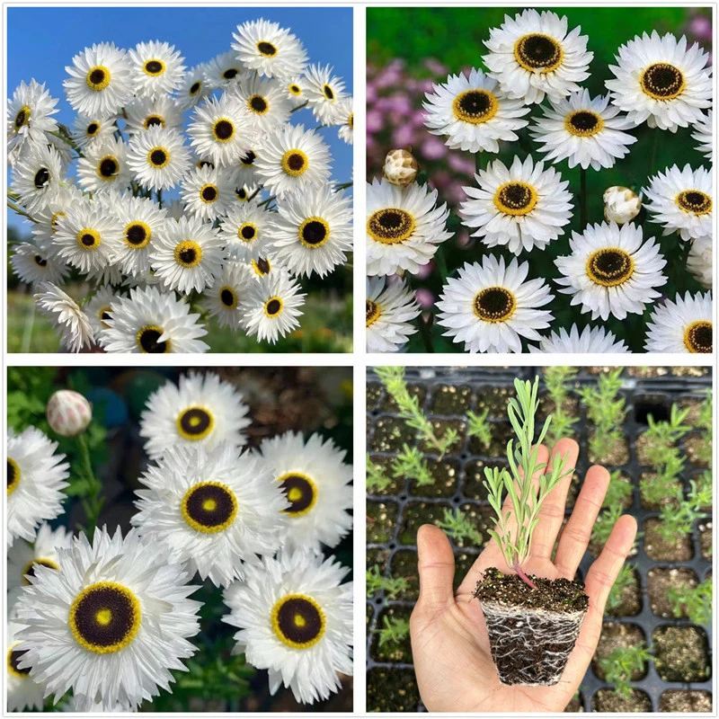 永生菊苗罗森小丑菊 可做干花耐寒草本花卉包邮