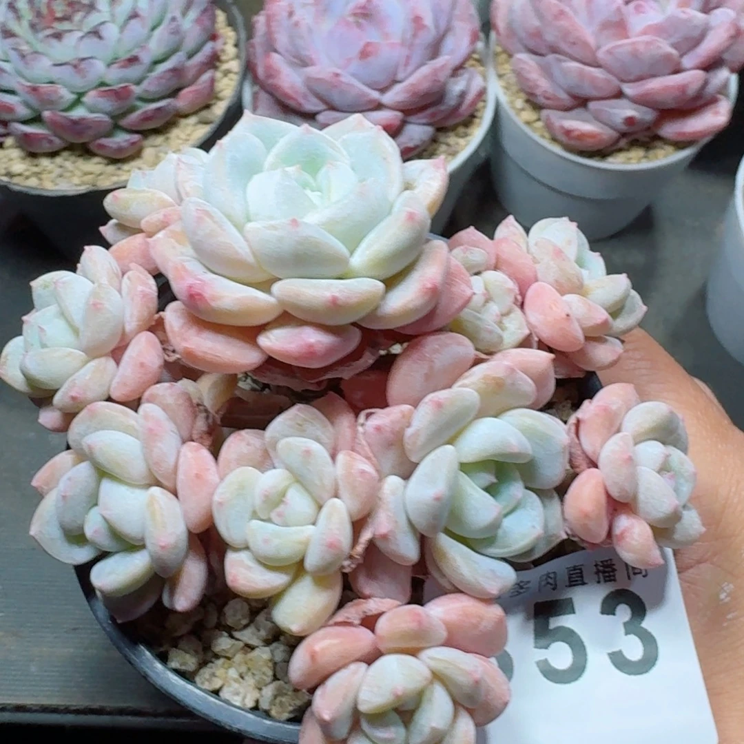 千山雪      愿你一路坦途，乘风破浪展宏图