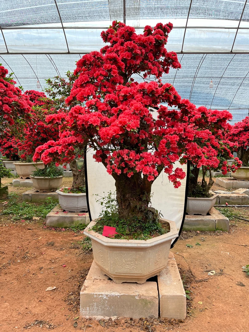 一物一拍，树桩杜鹃花，耐热耐寒庭院花卉