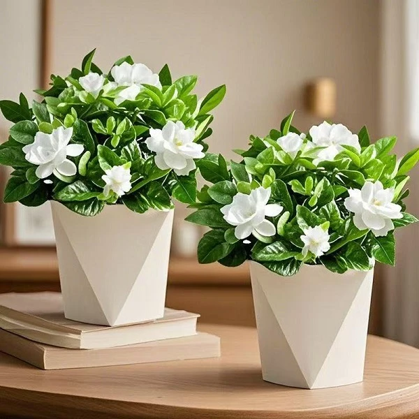 栀子花室内盆栽丛生重瓣浓香绿植四季开花好养植物