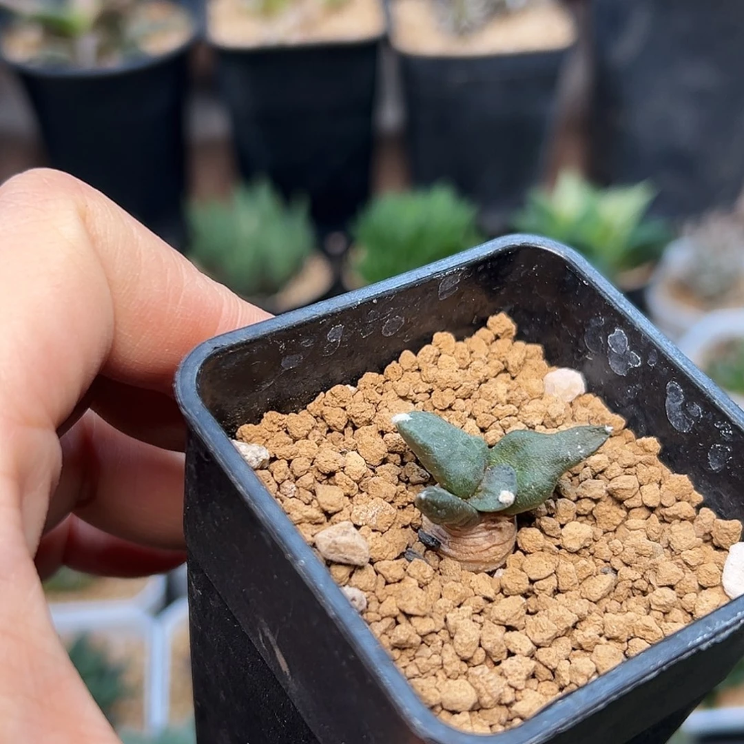 怒涛牡丹实生球一颗