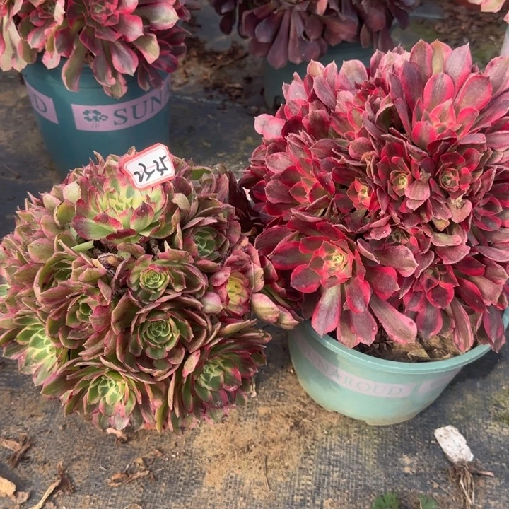 23-35妖月加海王处理不包售后