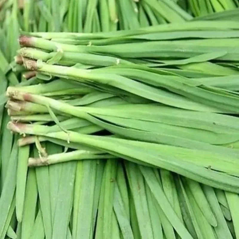 【顺丰包邮】酵素韭菜青岛当天到发包饺子馅炒鸡蛋不烧心健康安全