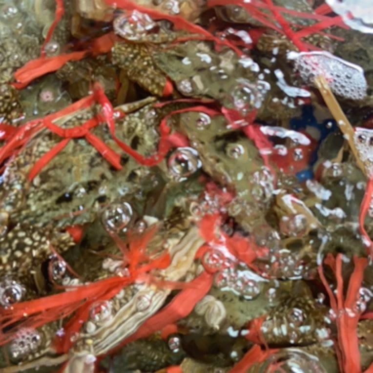 蓝母蟹，一斤4只左右，天气热运输过程容易缺氧，保鲜不保活