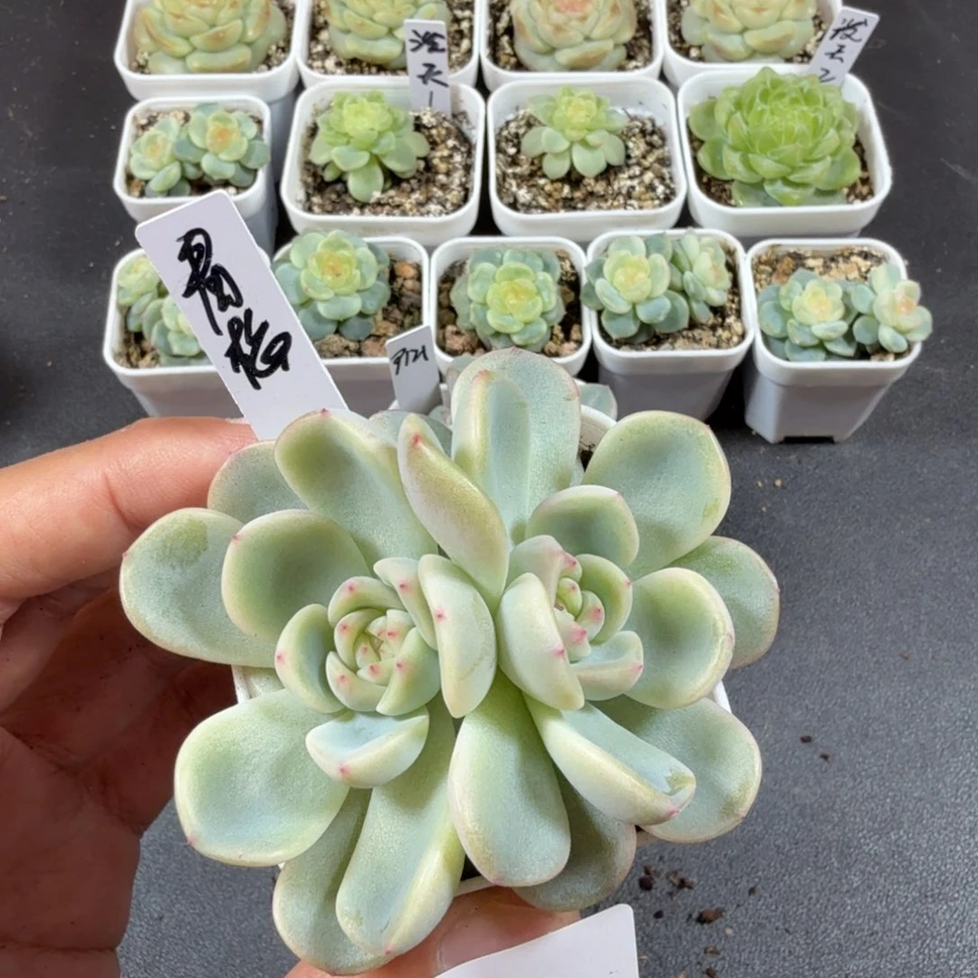 双头青梅一物一拍062