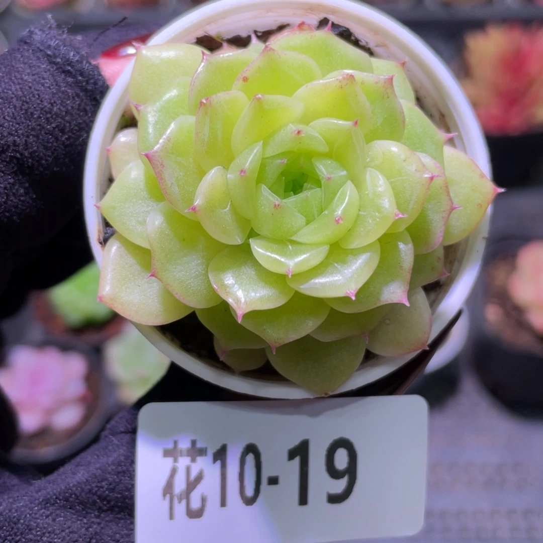 花利美10-19麦秆单头