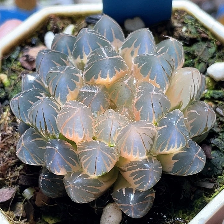 759霓虹燈糊斑母本一物
