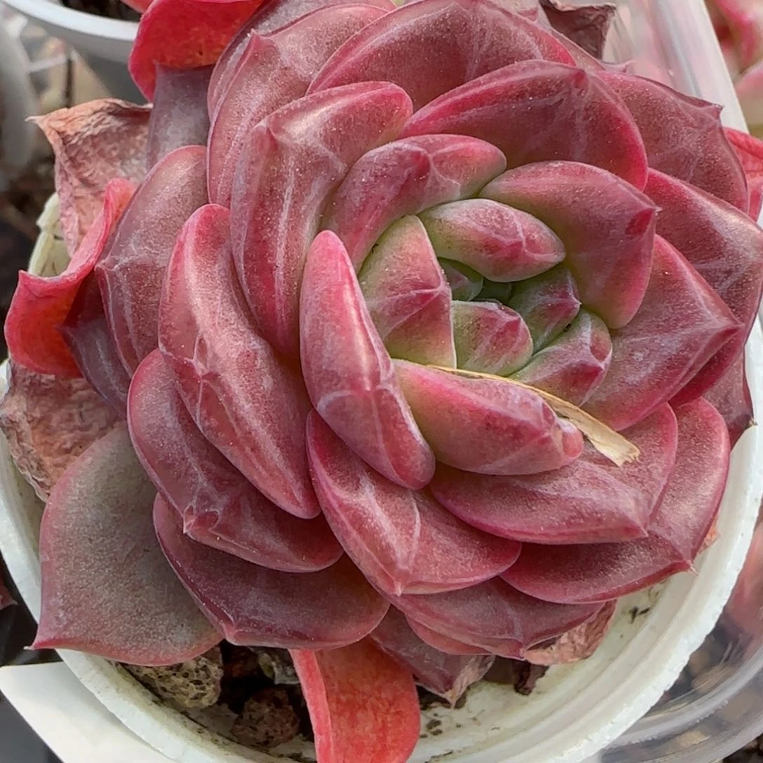 花语逸境0209-708