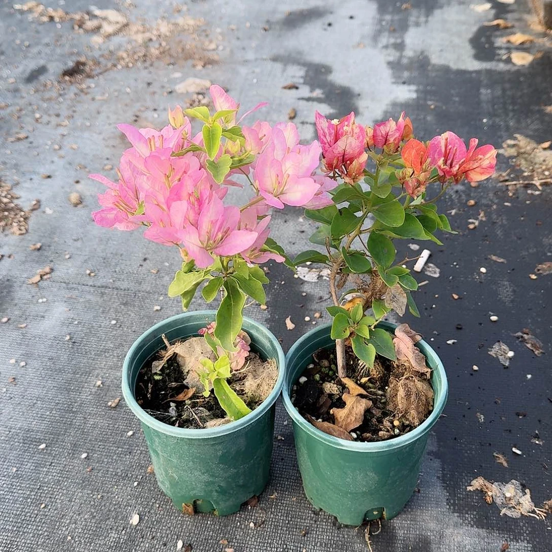 完全开放口红碟和阿珠娜