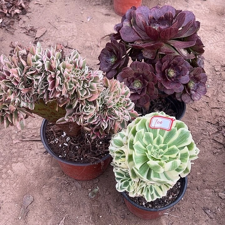 700多肉植物组合，