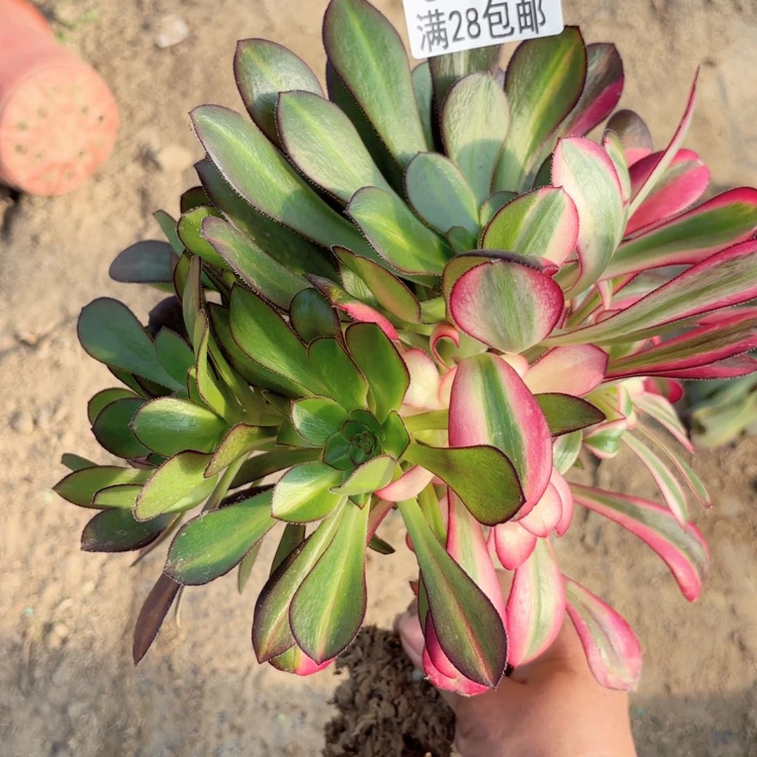 Q.   0549花脸多肉