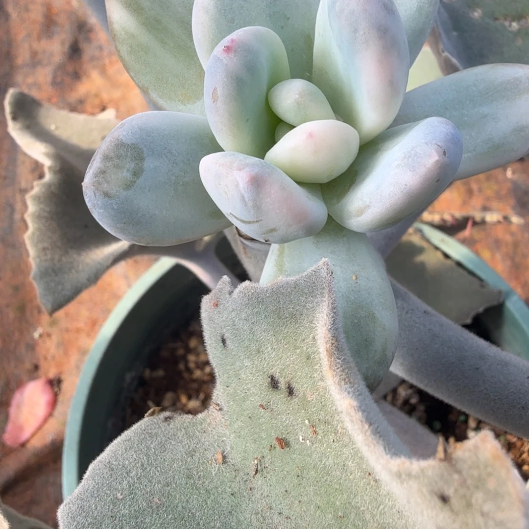 香水拉丝锦，多肉锦