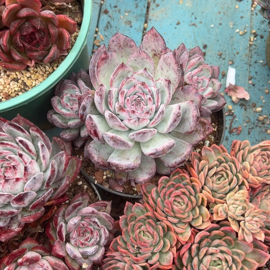 精品多肉植物老桩