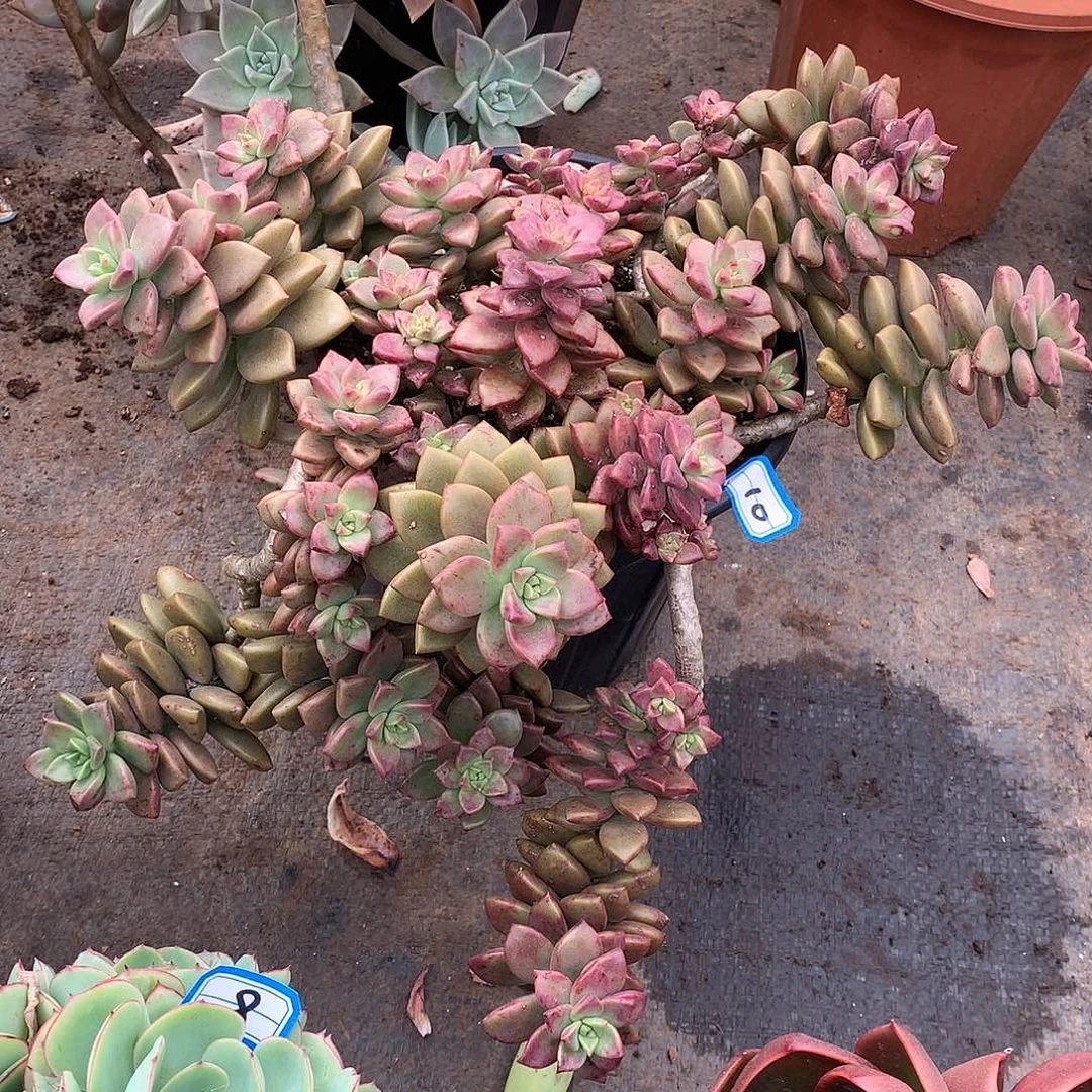 10姬胧月 一物一拍多肉