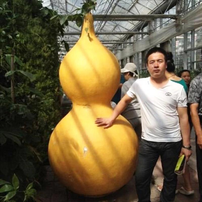 巨型超大葫芦种子 特大宝葫芦种籽 高产亚腰大酒葫芦春秋四季种孑