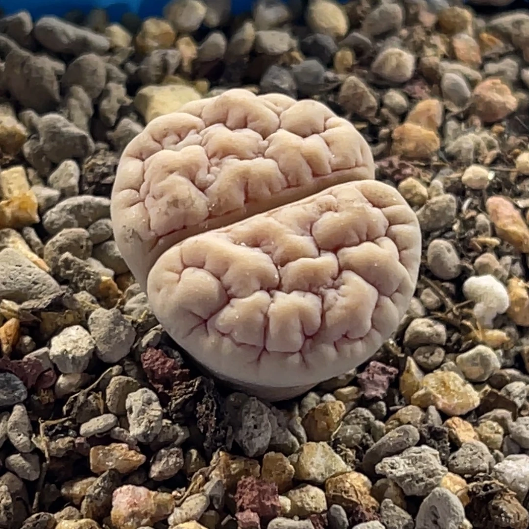 8169凹凸脑纹189一颗