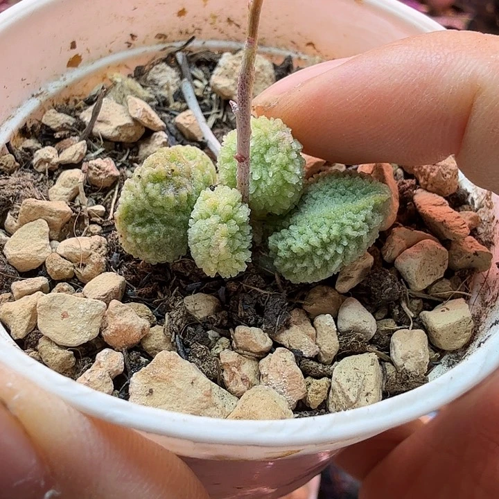 ?**?水蜜桃的味道真的是太