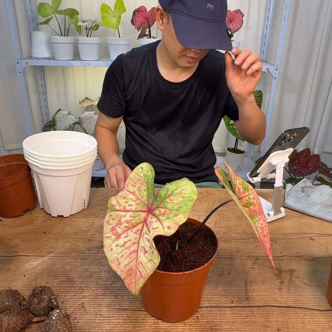 紫***薇无花朵丹霞   0031  未养定