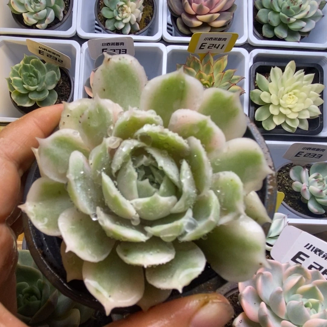 277啦啦啦啦啦啦啦啦
