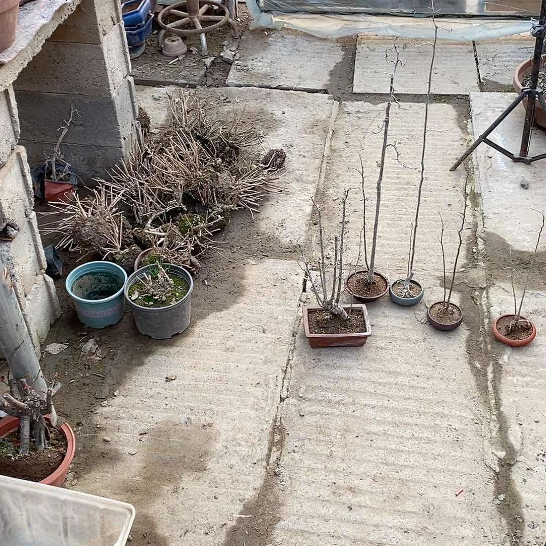 榆树M***x榆树123456