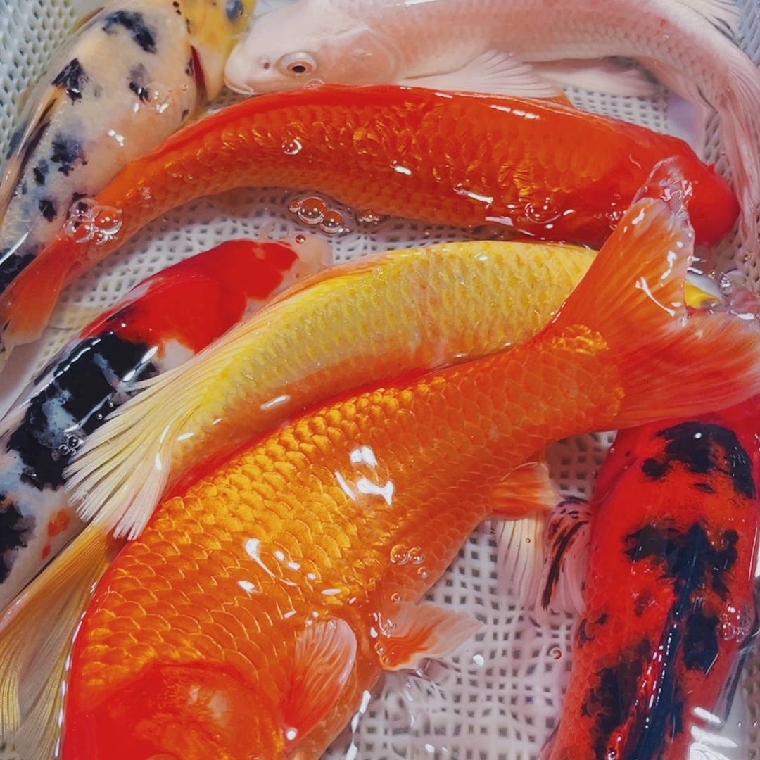 海水鱼锦鲤观赏鱼157