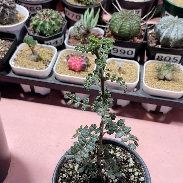 649泡泡叶没药橄榄