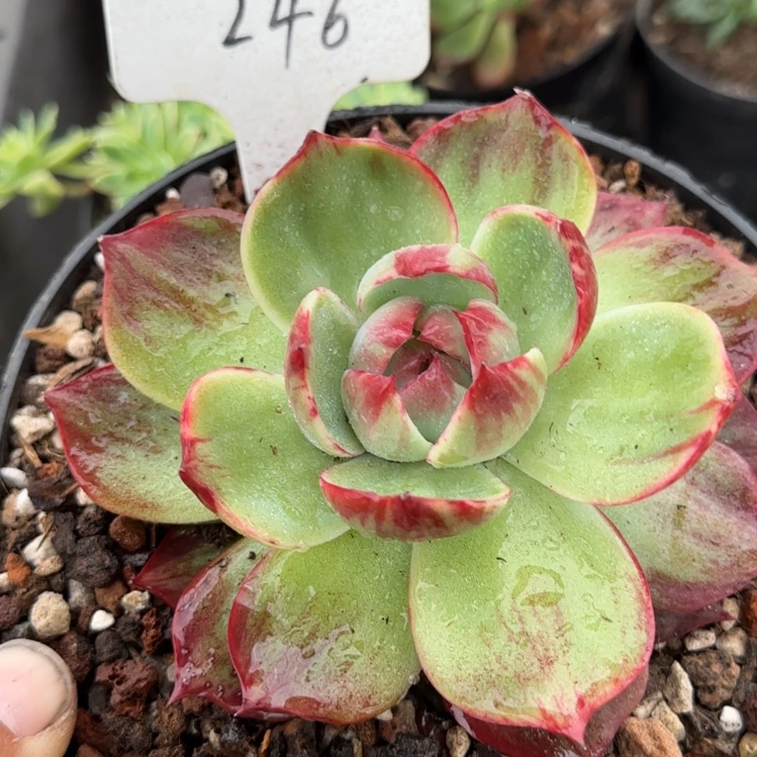 惊鸿一物一拍包装收缩花旱246