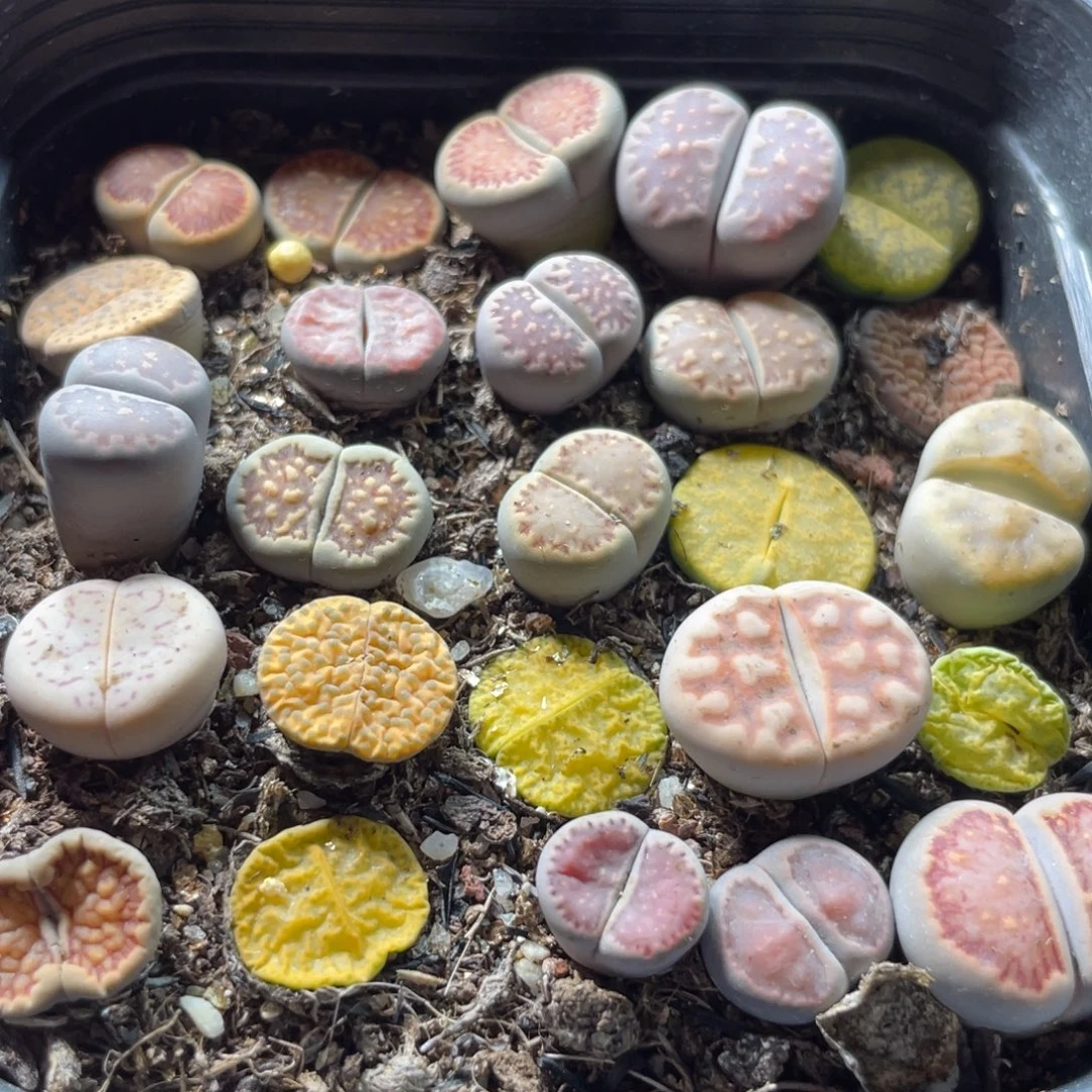 大盆特价一物一拍～23