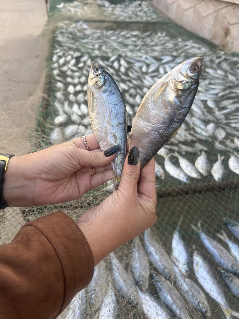 [红岛发货]  本地甜晒一卤鲜古眼鱼又叫古眼酱