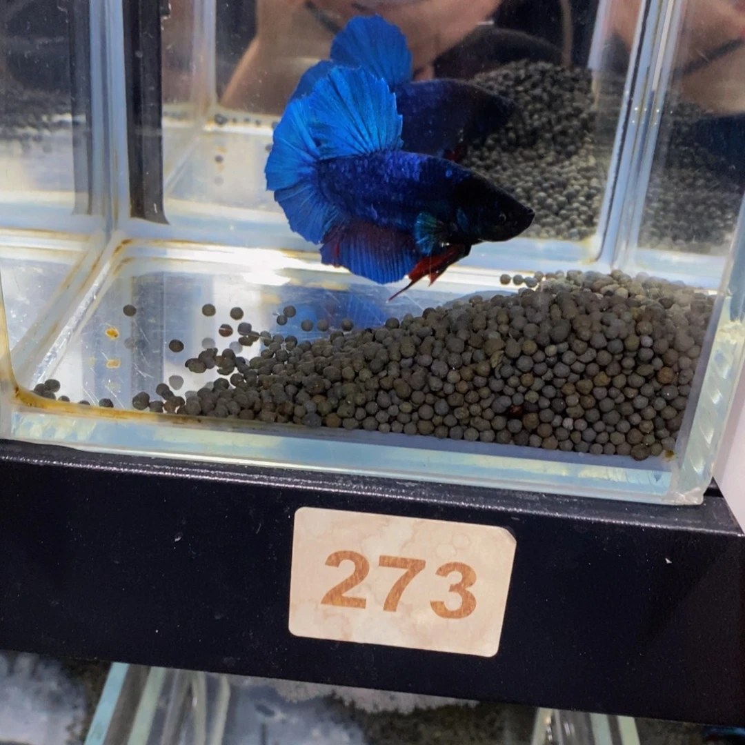 用***我斗鱼273巨斗111111