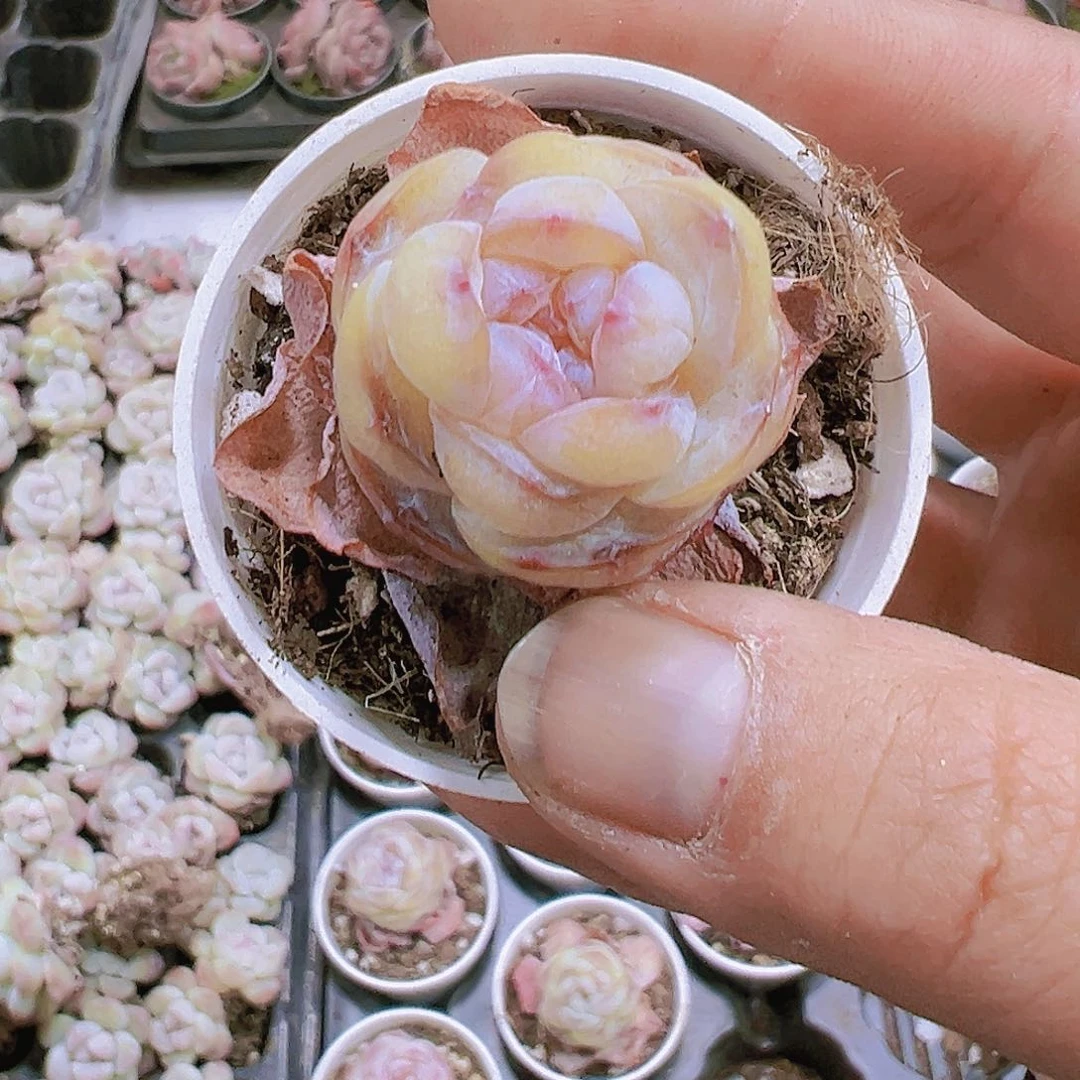 水晶糖块19包邮带盆带土