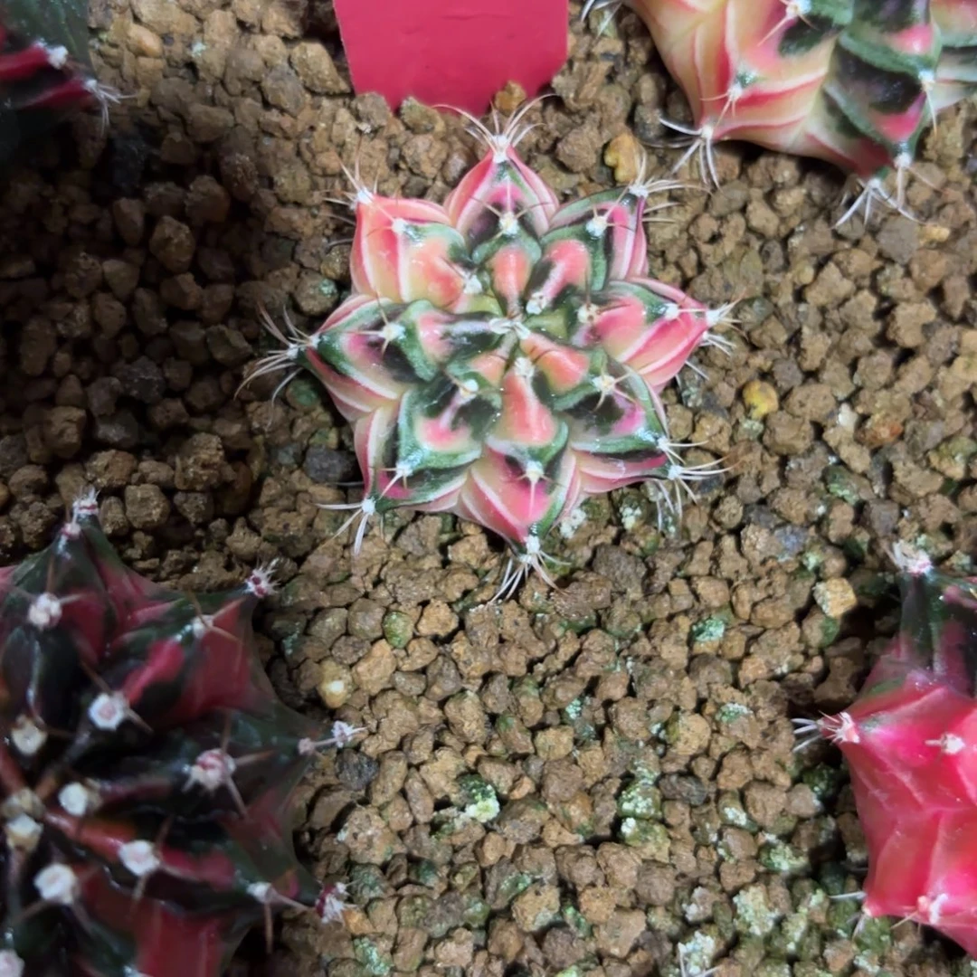 115-1223泰国发多肉