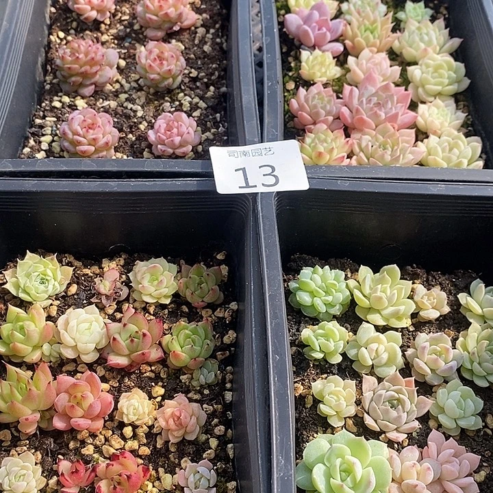 13 多肉植物盆栽花卉