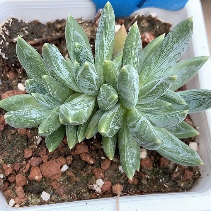 多肉植物青提美人b07