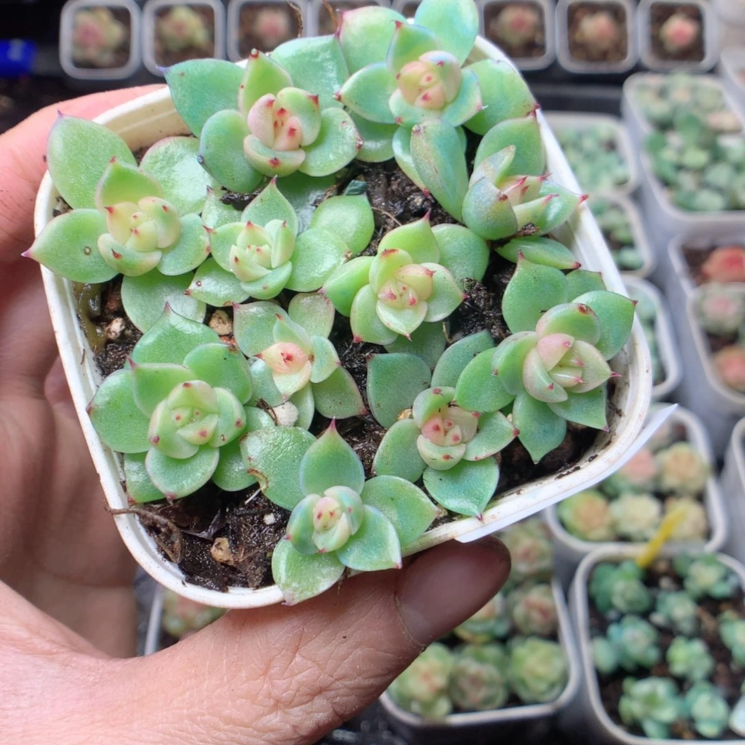 无花朵Q43 yyyyyyyy