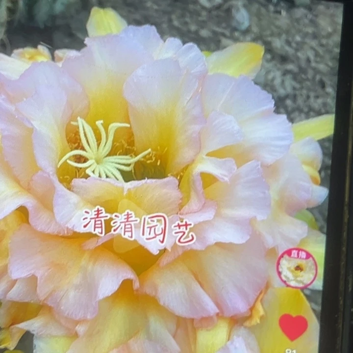 清清3-108根瑕疵仙人球