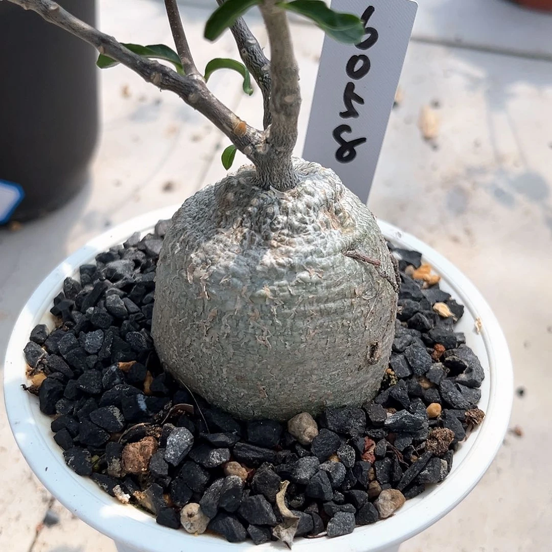 潮流植物 优选 火星人6058