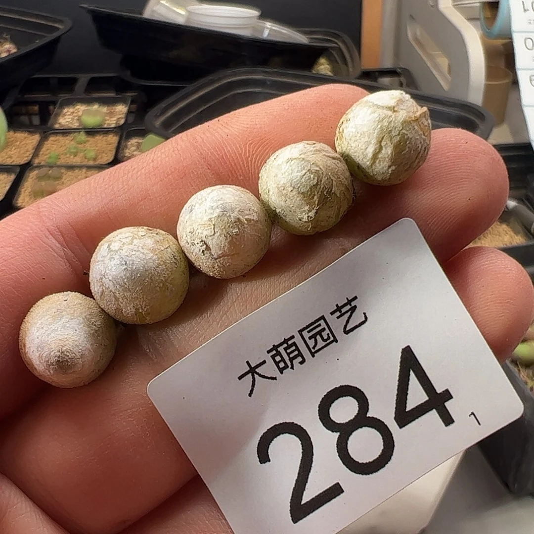 0000284 一物一拍……